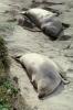 Elephant Seals, San Simeon, California, Beach, Sand, AOSV01P14_13