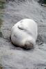 Elephant Seals, San Simeon, California, Beach, Sand, AOSV01P14_19