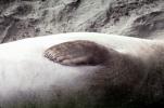 Elephant Seals, San Simeon, California, Beach, Sand, AOSV01P15_02