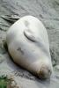 Elephant Seals, San Simeon, California, Beach, Sand, AOSV01P15_03