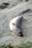 Elephant Seals, San Simeon, California, Beach, Sand, AOSV01P15_05