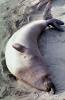 Elephant Seals, San Simeon, California, Beach, Sand, AOSV01P15_06