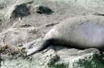 Elephant Seals, San Simeon, California, Beach, Sand, AOSV01P15_07