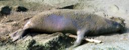 Elephant Seals, big, San Simeon, California, Beach, Sand
