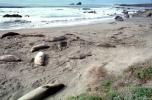 Elephant Seals, San Simeon, California, Beach, Sand, AOSV01P15_10