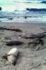Elephant Seals, San Simeon, California, Beach, Sand, AOSV01P15_11