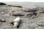 Elephant Seals, San Simeon, California, Beach, Sand, AOSV01P15_12