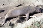 Elephant Seals, San Simeon, California, Beach, Sand, AOSV01P15_14