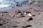 Elephant Seals, San Simeon, California, Beach, Sand, AOSV01P15_15