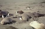 Elephant Seals, San Simeon, California, Beach, Sand, AOSV01P15_18