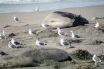 Elephant Seals, San Simeon, California, Beach, Sand, AOSV01P15_19