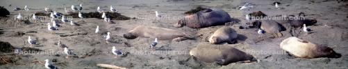 Elephant Seals, San Simeon, California, Beach, Sand, AOSV02P01_04B