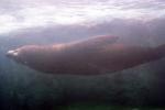 Seal Underwater, AOSV02P02_18