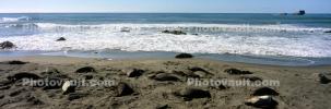 Elephant Seals, San Simeon, California, Beach, Sand, AOSV02P04_01