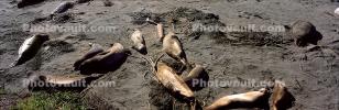 Elephant Seals, San Simeon, California, Beach, Sand, AOSV02P04_04