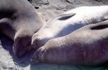 Elephant Seal, (Mirounga angustirostri), Piedras Blancas elephant seal rookery, AOSV02P04_10