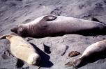 Elephant Seal, (Mirounga angustirostri), Piedras Blancas elephant seal rookery, AOSV02P04_11