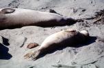 Elephant Seal, (Mirounga angustirostri), Piedras Blancas elephant seal rookery, AOSV02P04_12