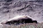 Elephant Seal, (Mirounga angustirostri), Piedras Blancas elephant seal rookery, AOSV02P04_13