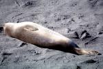 Elephant Seal, (Mirounga angustirostri), Piedras Blancas elephant seal rookery, AOSV02P04_14