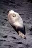 Elephant Seal, (Mirounga angustirostri), Piedras Blancas elephant seal rookery, AOSV02P04_15
