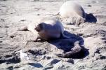 Elephant Seal, (Mirounga angustirostri), Piedras Blancas elephant seal rookery, AOSV02P04_16