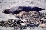 Kelp, seawead, beach, sand, Elephant Seal, (Mirounga angustirostri), Piedras Blancas elephant seal rookery