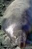 Elephant Seal, (Mirounga angustirostri), Piedras Blancas elephant seal rookery, AOSV02P04_18