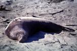 Elephant Seal, (Mirounga angustirostri), Piedras Blancas elephant seal rookery, AOSV02P04_19