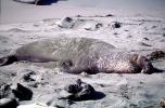 Elephant Seal, (Mirounga angustirostri), Piedras Blancas elephant seal rookery, AOSV02P05_01