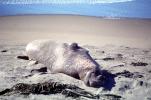 Elephant Seal, (Mirounga angustirostri), Piedras Blancas elephant seal rookery, AOSV02P05_02