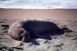 Elephant Seal, (Mirounga angustirostri), Piedras Blancas elephant seal rookery, AOSV02P05_03