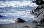Elephant Seal, (Mirounga angustirostri), Piedras Blancas elephant seal rookery, AOSV02P05_05