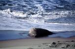 Elephant Seal, (Mirounga angustirostri), Piedras Blancas elephant seal rookery, AOSV02P05_06