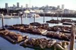 Harbor Seals, AOSV02P05_09