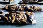 Harbor Seals on Floating Docks, AOSV02P05_11