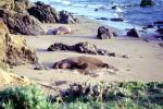 Elephant Seal, (Mirounga angustirostri), Piedras Blancas elephant seal rookery, AOSV02P05_14