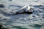 Elephant Seal, (Mirounga angustirostri), Piedras Blancas elephant seal rookery, AOSV02P05_15