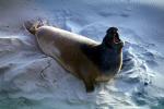 Elephant Seal, (Mirounga angustirostri), Piedras Blancas elephant seal rookery