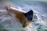 Elephant Seal, (Mirounga angustirostri), Piedras Blancas elephant seal rookery, Male, Bull, AOSV02P05_17