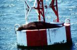 seal on a buoy