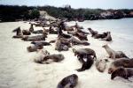 Seals, Galapagos Islands, AOSV02P06_14