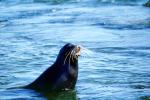 Seal, Galapagos Islands, AOSV02P07_15