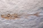 Stckleback, Gasterosteus dorrysus, Five million years ago, APAV01P01_01