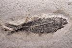 Diplomystus Fish, Fifty million years ago, APAV01P01_02