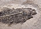 Diplomystus Fish, Fifty million years ago, APAV01P01_02B