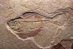 Herring, Knightia, 50 million years ago, Eocene Era, APAV01P01_04