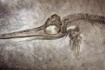 Ichthyosaurs, extinct marine reptile, APAV01P01_06