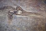 Ichthyosaurs, extinct marine reptile, APAV01P01_07