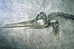 Ichthyosaur, Stenopterygius quodricissus, 190 million years ago